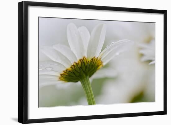 Close-up of Daisy Flower, New Brunswick, Canada-Ellen Anon-Framed Photographic Print