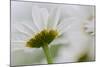 Close-up of Daisy Flower, New Brunswick, Canada-Ellen Anon-Mounted Photographic Print