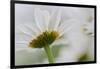 Close-up of Daisy Flower, New Brunswick, Canada-Ellen Anon-Framed Photographic Print