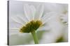 Close-up of Daisy Flower, New Brunswick, Canada-Ellen Anon-Stretched Canvas