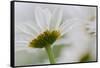 Close-up of Daisy Flower, New Brunswick, Canada-Ellen Anon-Framed Stretched Canvas