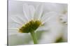 Close-up of Daisy Flower, New Brunswick, Canada-Ellen Anon-Stretched Canvas