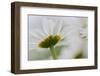 Close-up of Daisy Flower, New Brunswick, Canada-Ellen Anon-Framed Photographic Print