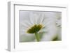 Close-up of Daisy Flower, New Brunswick, Canada-Ellen Anon-Framed Photographic Print