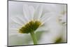 Close-up of Daisy Flower, New Brunswick, Canada-Ellen Anon-Mounted Photographic Print