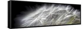 Close up of Dandelion on Black-Tom Quartermaine-Framed Stretched Canvas