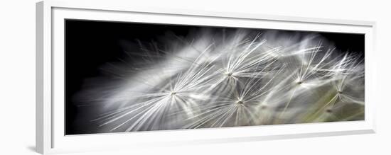 Close up of Dandelion on Black-Tom Quartermaine-Framed Giclee Print