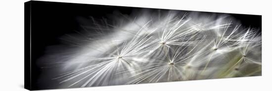 Close up of Dandelion on Black-Tom Quartermaine-Stretched Canvas