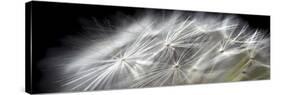 Close up of Dandelion on Black-Tom Quartermaine-Stretched Canvas