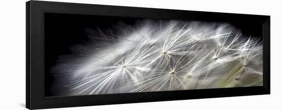 Close up of Dandelion on Black-Tom Quartermaine-Framed Giclee Print