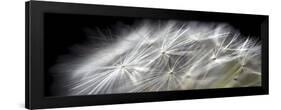 Close up of Dandelion on Black-Tom Quartermaine-Framed Giclee Print