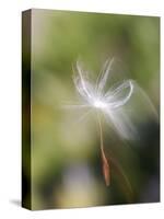 Close-up of Dandelion Seed Blowing in the Wind, San Diego, California, USA-Christopher Talbot Frank-Stretched Canvas