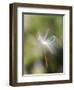 Close-up of Dandelion Seed Blowing in the Wind, San Diego, California, USA-Christopher Talbot Frank-Framed Photographic Print