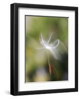 Close-up of Dandelion Seed Blowing in the Wind, San Diego, California, USA-Christopher Talbot Frank-Framed Photographic Print