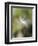 Close-up of Dandelion Seed Blowing in the Wind, San Diego, California, USA-Christopher Talbot Frank-Framed Photographic Print