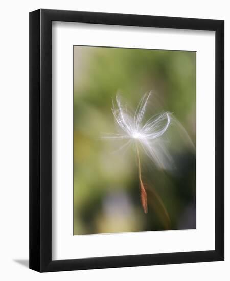 Close-up of Dandelion Seed Blowing in the Wind, San Diego, California, USA-Christopher Talbot Frank-Framed Photographic Print