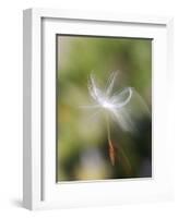 Close-up of Dandelion Seed Blowing in the Wind, San Diego, California, USA-Christopher Talbot Frank-Framed Photographic Print