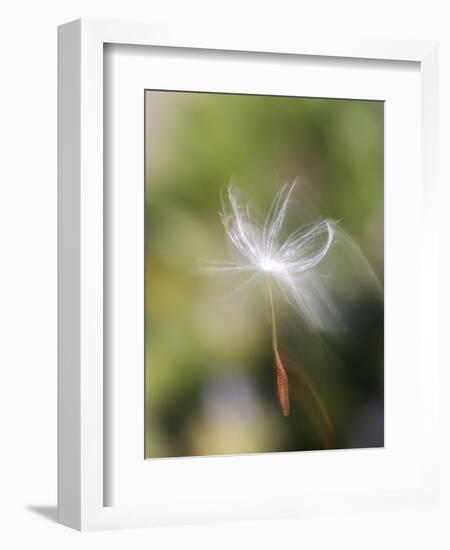 Close-up of Dandelion Seed Blowing in the Wind, San Diego, California, USA-Christopher Talbot Frank-Framed Photographic Print