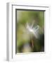 Close-up of Dandelion Seed Blowing in the Wind, San Diego, California, USA-Christopher Talbot Frank-Framed Photographic Print