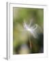 Close-up of Dandelion Seed Blowing in the Wind, San Diego, California, USA-Christopher Talbot Frank-Framed Photographic Print