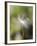 Close-up of Dandelion Seed Blowing in the Wind, San Diego, California, USA-Christopher Talbot Frank-Framed Photographic Print