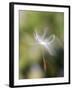 Close-up of Dandelion Seed Blowing in the Wind, San Diego, California, USA-Christopher Talbot Frank-Framed Photographic Print