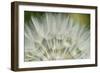 Close-Up of dandelion seed, Lockport Prairie Nature Preserve, Lockport, Illinois, USA-Panoramic Images-Framed Photographic Print