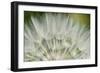 Close-Up of dandelion seed, Lockport Prairie Nature Preserve, Lockport, Illinois, USA-Panoramic Images-Framed Photographic Print