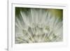 Close-Up of dandelion seed, Lockport Prairie Nature Preserve, Lockport, Illinois, USA-Panoramic Images-Framed Photographic Print
