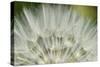 Close-Up of dandelion seed, Lockport Prairie Nature Preserve, Lockport, Illinois, USA-Panoramic Images-Stretched Canvas