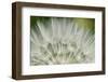 Close-Up of dandelion seed, Lockport Prairie Nature Preserve, Lockport, Illinois, USA-Panoramic Images-Framed Photographic Print