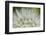 Close-Up of dandelion seed, Lockport Prairie Nature Preserve, Lockport, Illinois, USA-Panoramic Images-Framed Photographic Print