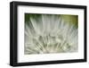 Close-Up of dandelion seed, Lockport Prairie Nature Preserve, Lockport, Illinois, USA-Panoramic Images-Framed Photographic Print