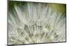 Close-Up of dandelion seed, Lockport Prairie Nature Preserve, Lockport, Illinois, USA-Panoramic Images-Mounted Photographic Print