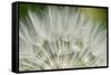 Close-Up of dandelion seed, Lockport Prairie Nature Preserve, Lockport, Illinois, USA-Panoramic Images-Framed Stretched Canvas