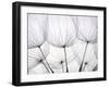 Close-Up of Dandelion Seed with an Abstract Touch-Anette Linnea Rasmussen-Framed Photographic Print