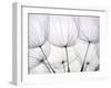 Close-Up of Dandelion Seed with an Abstract Touch-Anette Linnea Rasmussen-Framed Photographic Print