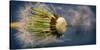 Close-Up of Dandelion Seed-Daniil Belyay-Stretched Canvas