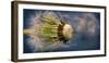 Close-Up of Dandelion Seed-Daniil Belyay-Framed Photographic Print