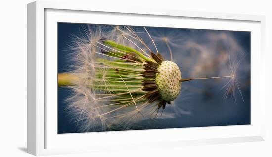 Close-Up of Dandelion Seed-Daniil Belyay-Framed Photographic Print