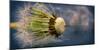 Close-Up of Dandelion Seed-Daniil Belyay-Mounted Photographic Print