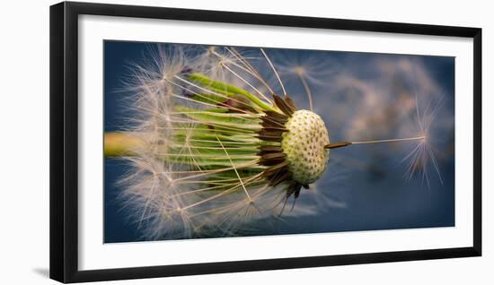 Close-Up of Dandelion Seed-Daniil Belyay-Framed Premium Photographic Print