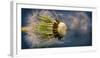 Close-Up of Dandelion Seed-Daniil Belyay-Framed Premium Photographic Print