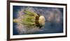 Close-Up of Dandelion Seed-Daniil Belyay-Framed Photographic Print