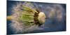 Close-Up of Dandelion Seed-Daniil Belyay-Mounted Photographic Print