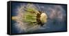 Close-Up of Dandelion Seed-Daniil Belyay-Framed Stretched Canvas