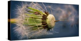Close-Up of Dandelion Seed-Daniil Belyay-Stretched Canvas