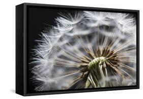 Close up of Dandelion seedhead, United Kingdom, Europe-Stuart Black-Framed Stretched Canvas