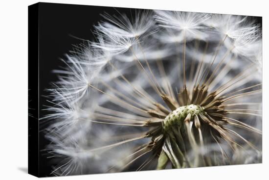 Close up of Dandelion seedhead, United Kingdom, Europe-Stuart Black-Stretched Canvas