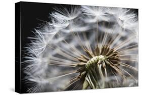 Close up of Dandelion seedhead, United Kingdom, Europe-Stuart Black-Stretched Canvas